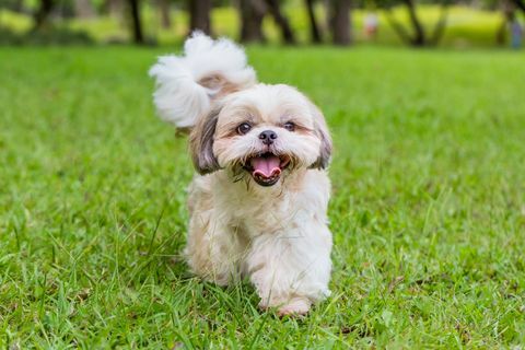 wandelende shih-tzu