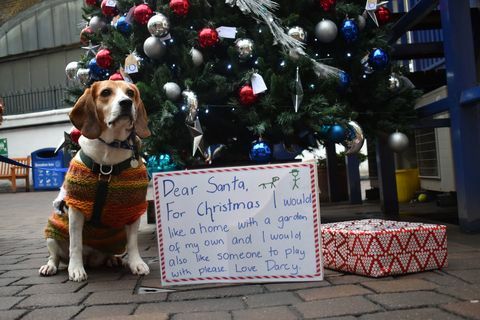 Battersea Dogs and Cats Home - brief aan Santa - Darcy