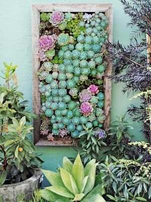 vetplanten in de tuin