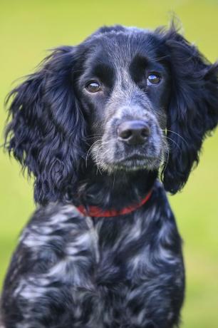 Engelse cocker spaniel