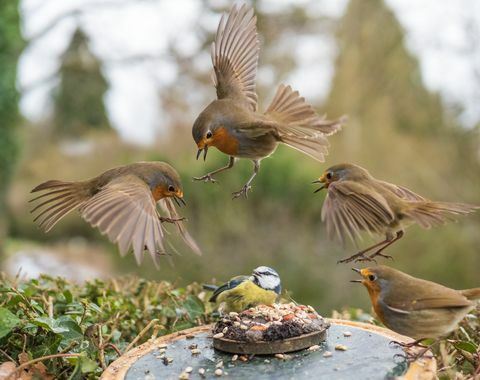 vogelfotografie tuin dieren in het wild