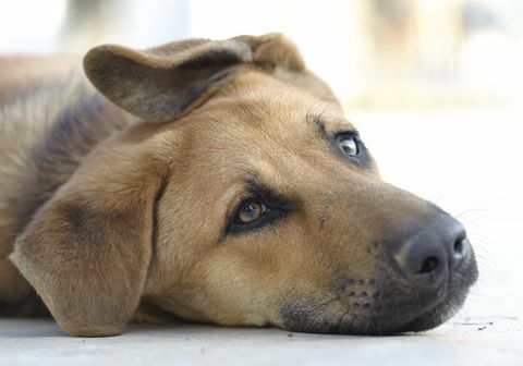 droevige bruine hond die op vloer ligt