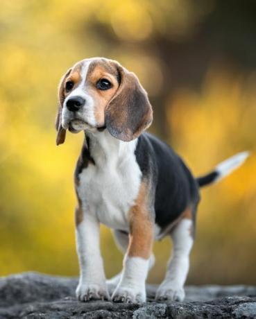 beagle hondenras