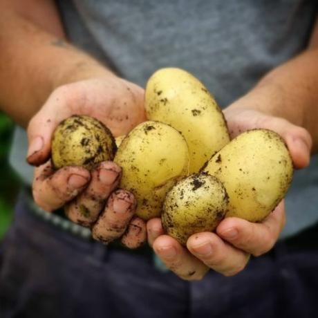 hoe aardappelen te kweken