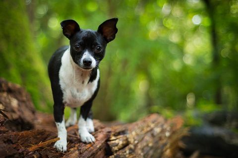 Jack Russell-chihuahua die zich op een boomstomp bevinden