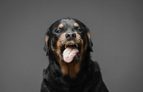 Rottweiler hond