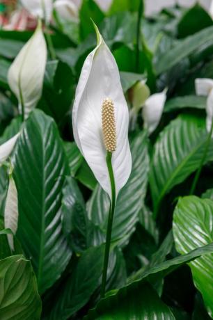 Rijpe witte spathiphyllum