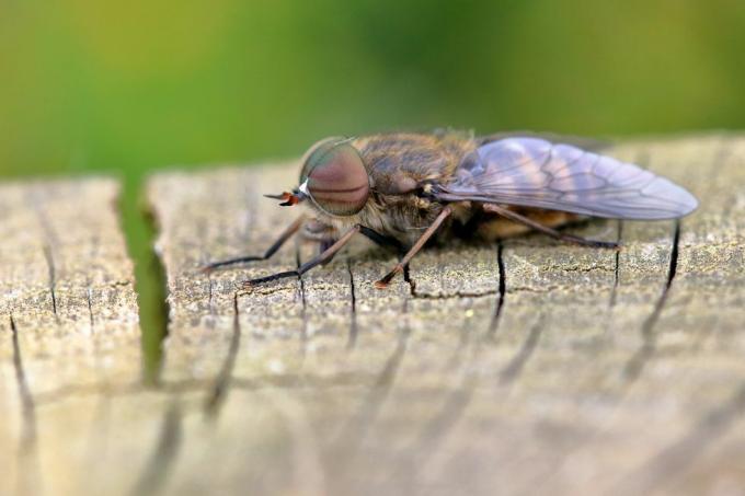 tabanus bromius