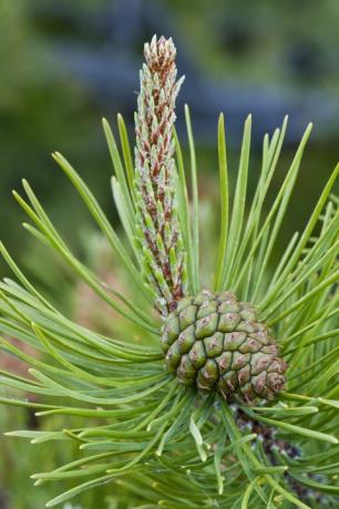 Lodgepole Pine (Pinus contorta) met een onrijpe vrouwelijke zaadkegel