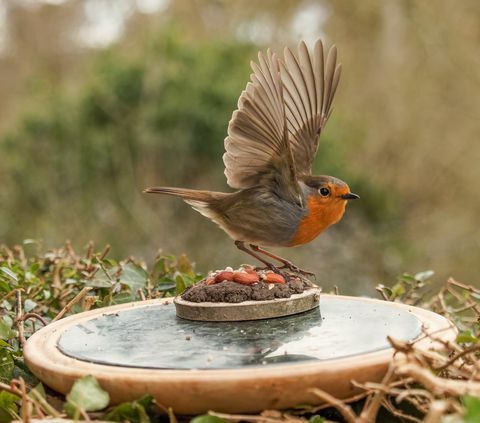 vogelfotografie tuin dieren in het wild