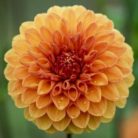 tuintrends 2023 dahlia