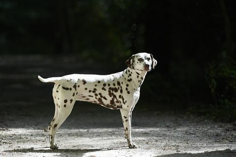 een gezond uitziende Dalmatische hond die buiten in het zonlicht staat