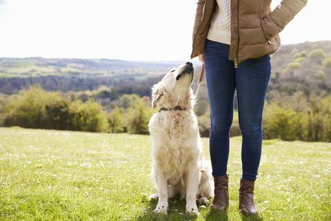 Sluit omhoog van Golden retriever op Gang in Platteland