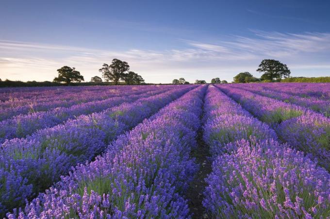 Blauw, Plant, Paars, Lavendel, Boom, Veld, Agricultuur, Paars, Boerderij, Lavendel, 