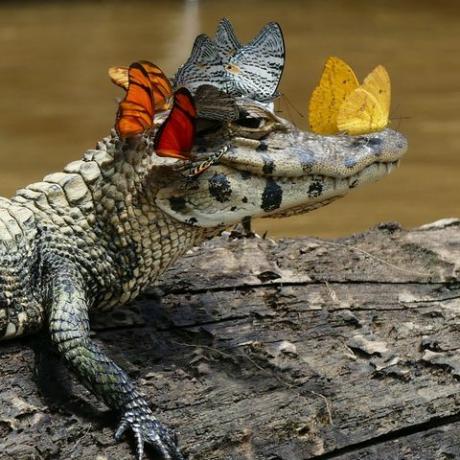 Deze kleine alligator draagt ​​een IRL Snapchat-filter