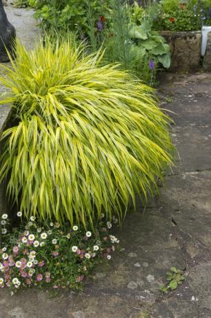 siergras met heldergeel blad wat een mooi exemplaar is in een grote pot