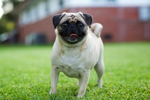 pug hond