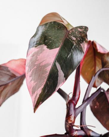 roze prinses philodendron