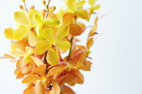 Sluit omhoog van een bos van gele en oranje orchideeën