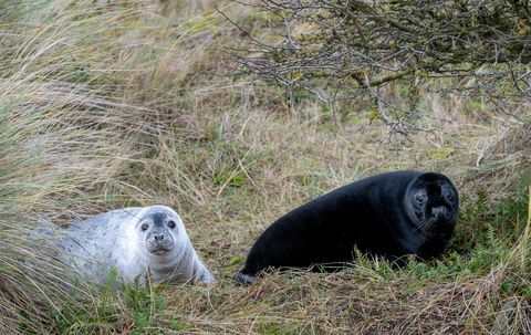 zeldzame zwarte zeehond gevangen in norfolk