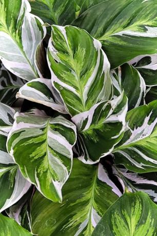 populaire kamerplanten gebladerte kamerplanten, pauw calathea plant