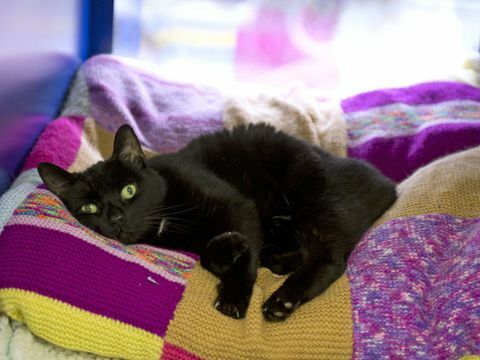 Battersea Dogs and Cats Home - breien - Whisky - zwarte kat