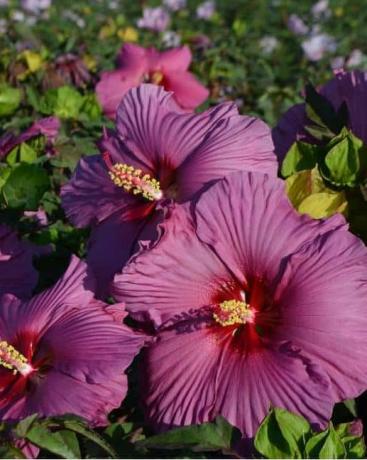 Winterharde Hibiscus 'Plum Flambe' 