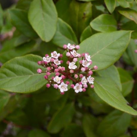 Tak van daphne odora roze bloemen