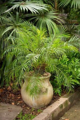 pygmee dadelpalm