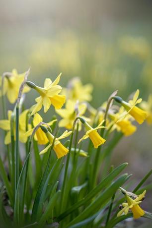 prachtige voorjaarsbloeiende gele narcis bloemen ook wel narcis genoemd, in zacht zonlicht