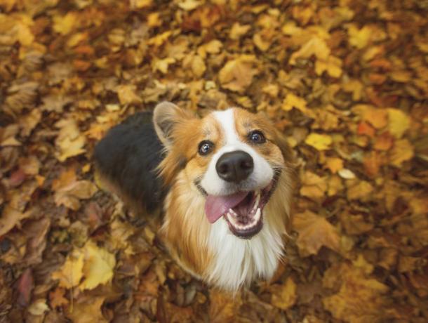 zeer gelukkige langharige, pluizige pembroke welsh corgi-hond zittend in een paar levendige herfstbladeren, met zijn tong uit de zijkant van zijn mond hangend in een dwaze grijns