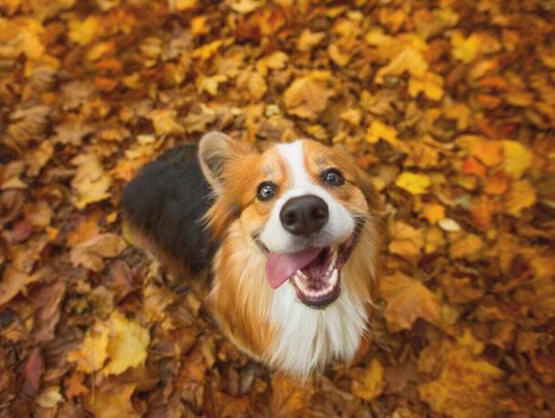 zeer gelukkige langharige, pluizige pembroke welsh corgi-hond zittend in een paar levendige herfstbladeren, met zijn tong hangend uit de zijkant van zijn mond in een dwaze grijns